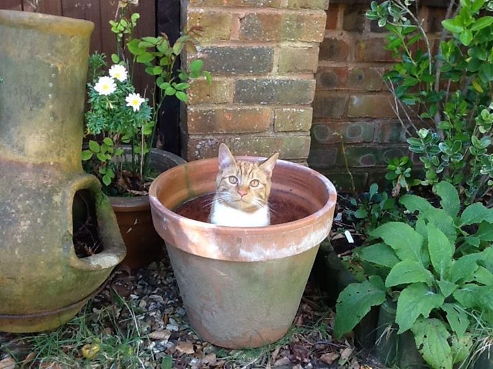 21 Very Important Cat Plants