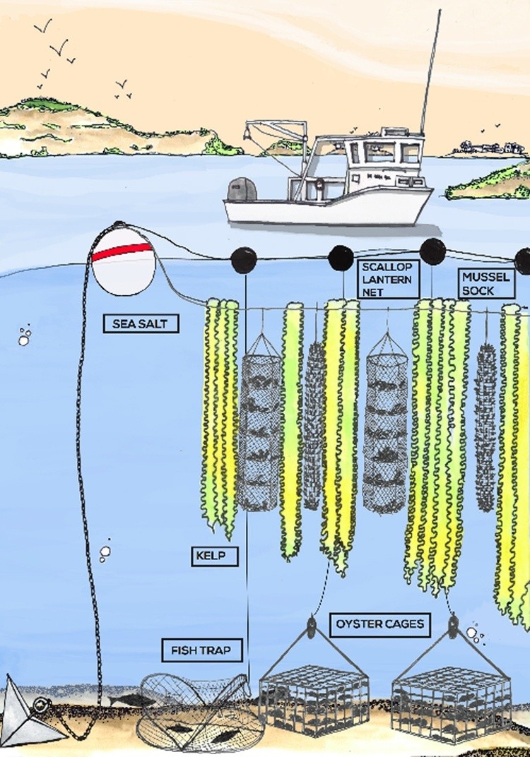 Underwater Vertical Seaweed Farm Restores Our Oceans While Providing
