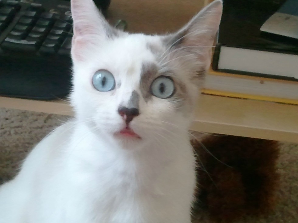 15 Cats Who Got A Bit Startled