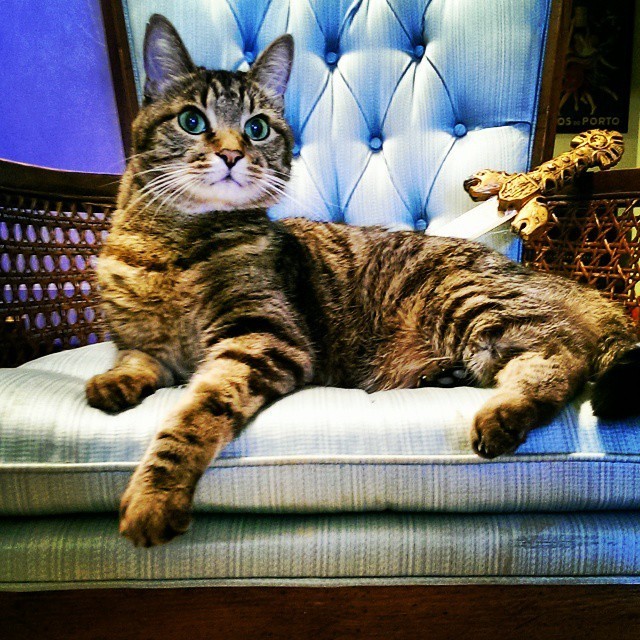 18 Regal Cats Who Would Win The Game Of Thrones