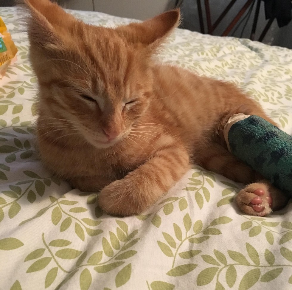 Neighborhood Cat Brought Her Kitten with Broken Leg to Couple She