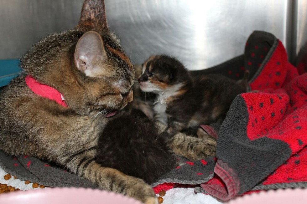 Shelter Cat 'Wet Nurse' Cares For Tiny Orphaned Puppies