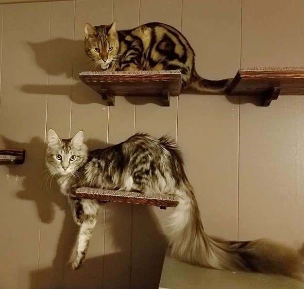 This Fluffy Cat May Have the World's Longest Tail Love Meow