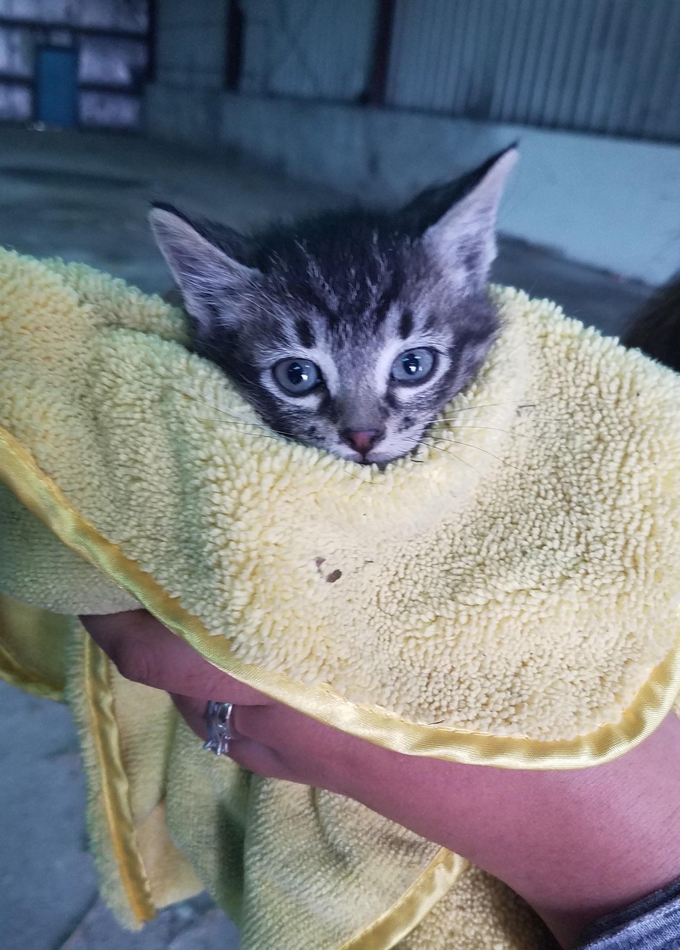 Stray Kitten Found in Abandoned Building is Turned Around by Love Love Meow