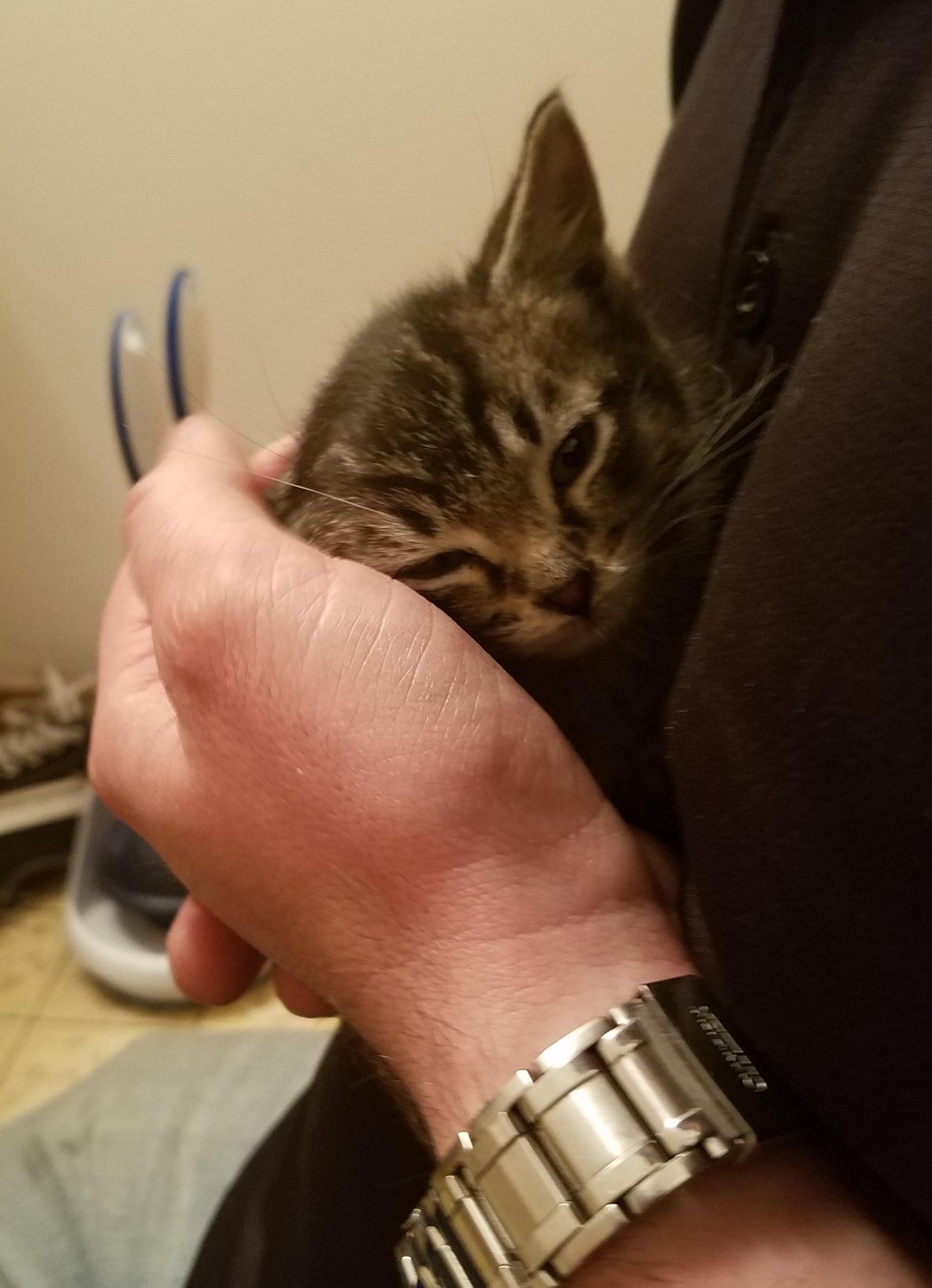 Stray Kitten Found in Abandoned Building is Turned Around by Love Love Meow
