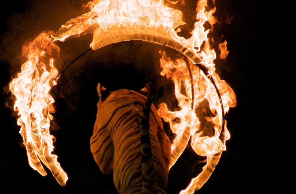 Tigers Forced To Jump Through Flaming Hoops At Popular 'Zoo'