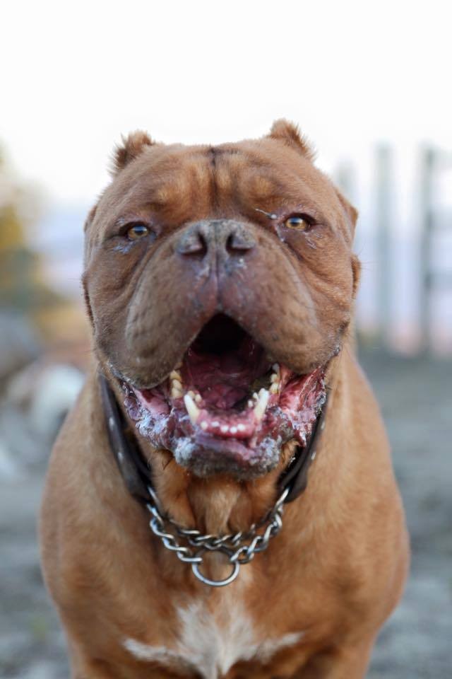 Dog Who Lost His Tongue And Ears Now Helps Kids Heal