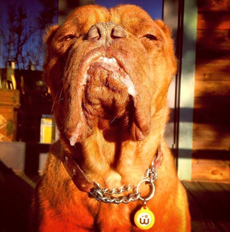 Dog Who Lost His Tongue And Ears Now Helps Kids Heal