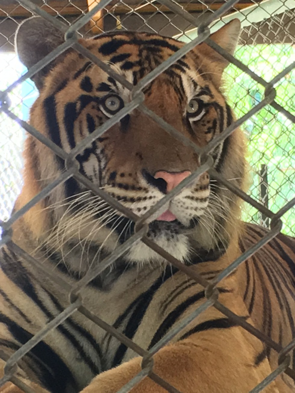 Here's Why You Should Never Take A Selfie With A Tiger