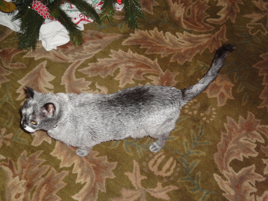 Cat's Markings Have Changed Drastically Over the Years Love Meow