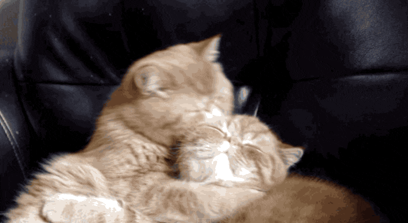 Cat Can't Decide Whether To Cuddle Brother Or Devour Him