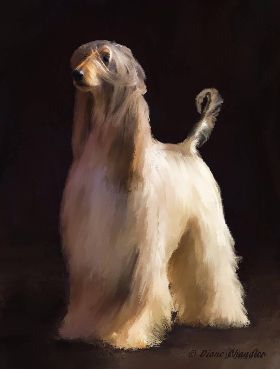 Pet Portraits That Capture The Quiet Dignity Of Our Best Friends