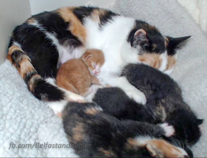 Rescuers Save Feral Cat and Four Little Ones in Her Belly