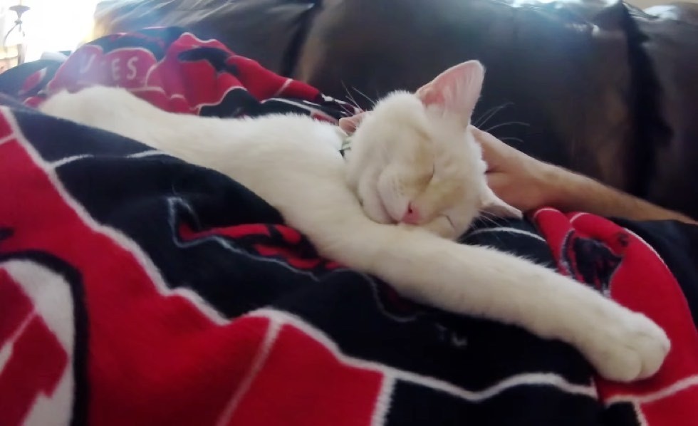 Kitten Saved from Freezing Snow Now Shares His Life with His Best