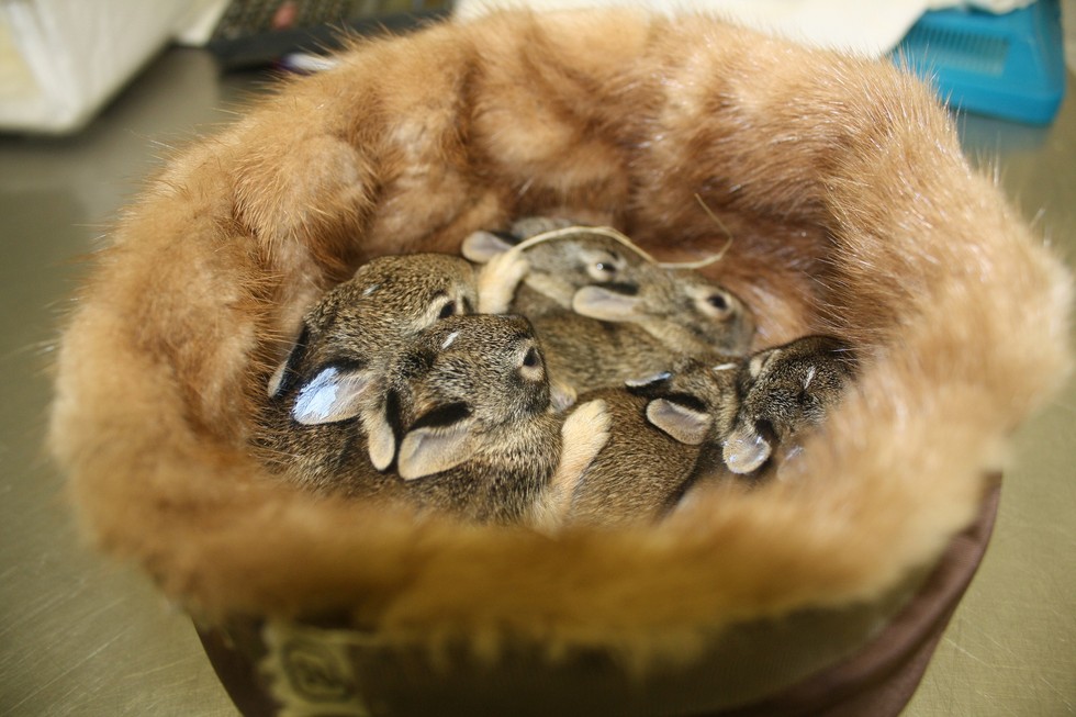 Old Fur Coats Are Saving Baby Animals