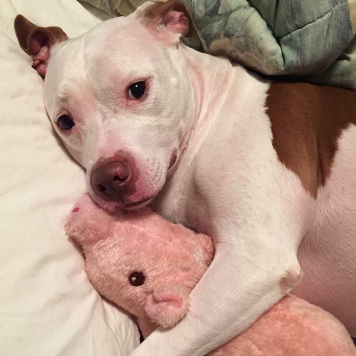 Montreal's Pit Bull Ban Gets Suspended Indefinitely