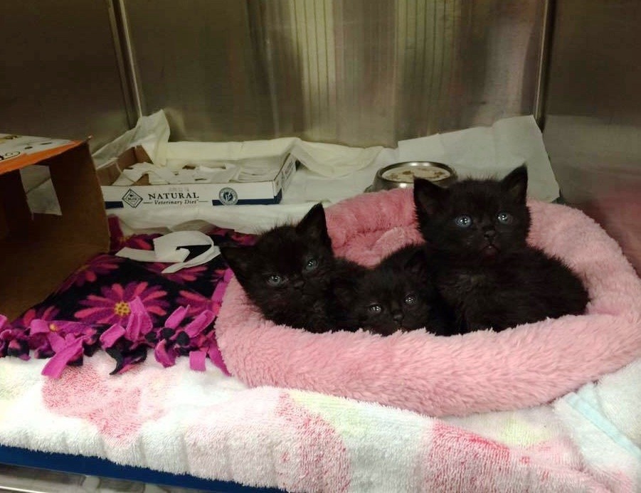 Seven Kittens Rescued from the Woods Huddling Up for a New Lease on