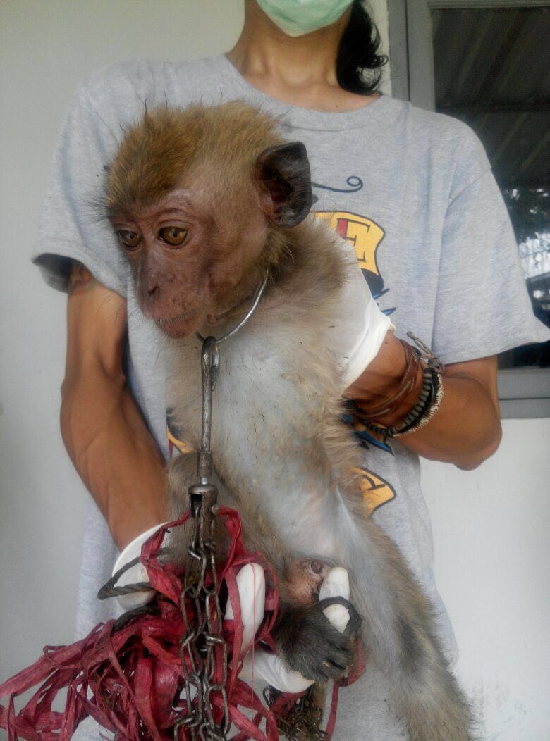 Baby Monkey Forced To 'Dance' For Tourists Is Finally Freed
