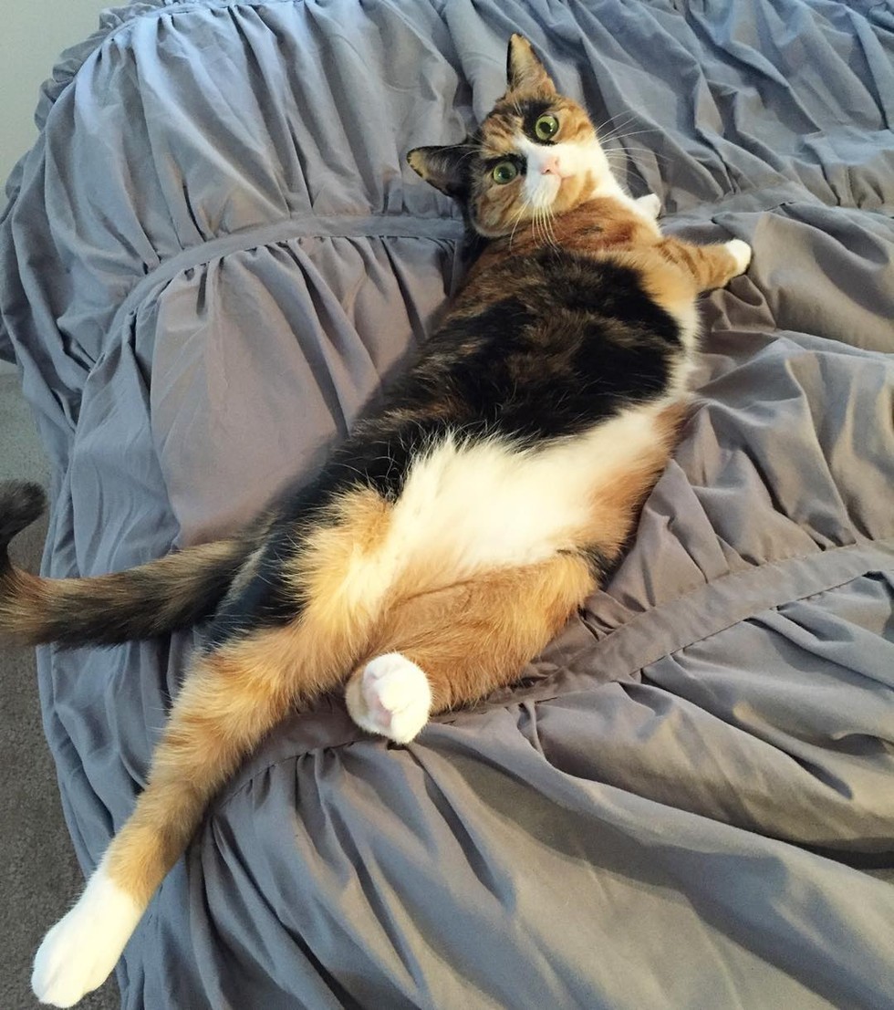 Calico Cat Judges Her Human Everyday with Those Crazy Eyebrows.. (10