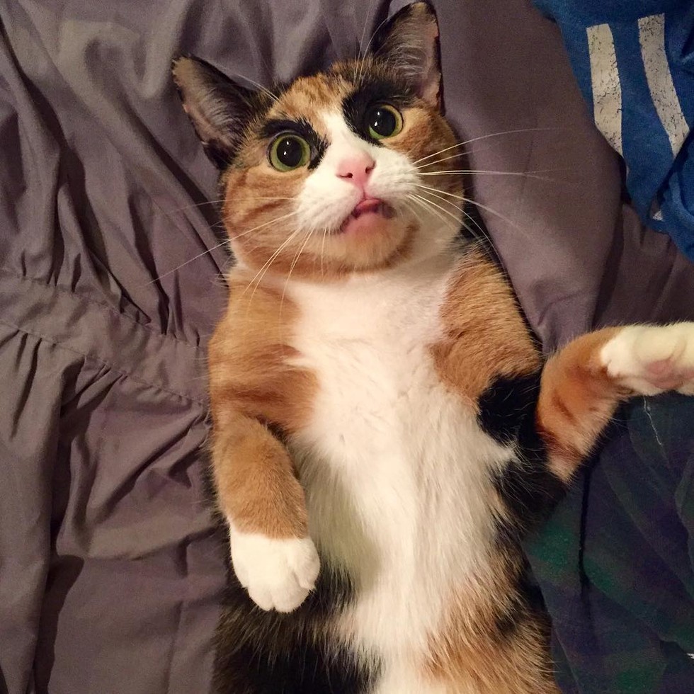 Calico Cat Judges Her Human Everyday with Those Crazy Eyebrows.. (10