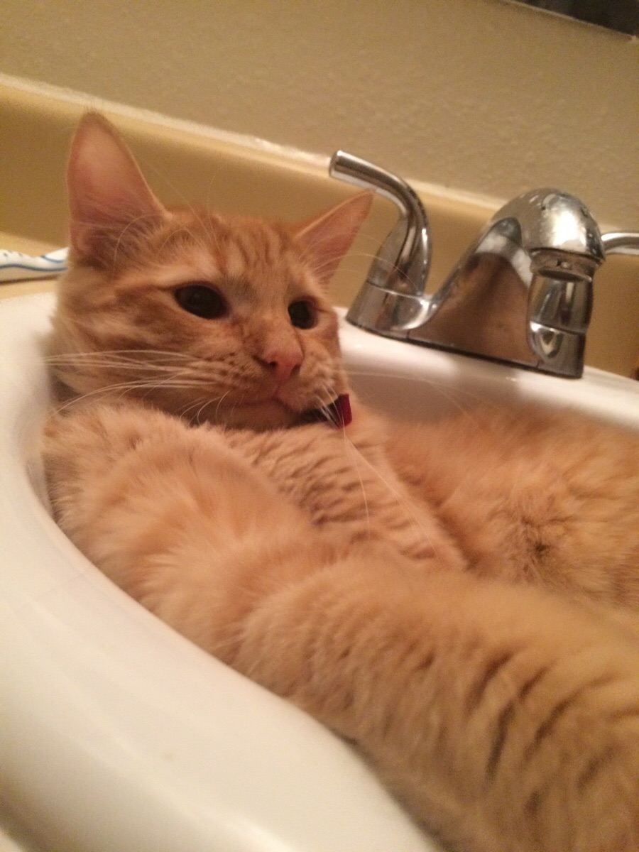 26 Cats Who Are Getting Cozy In The Sink?