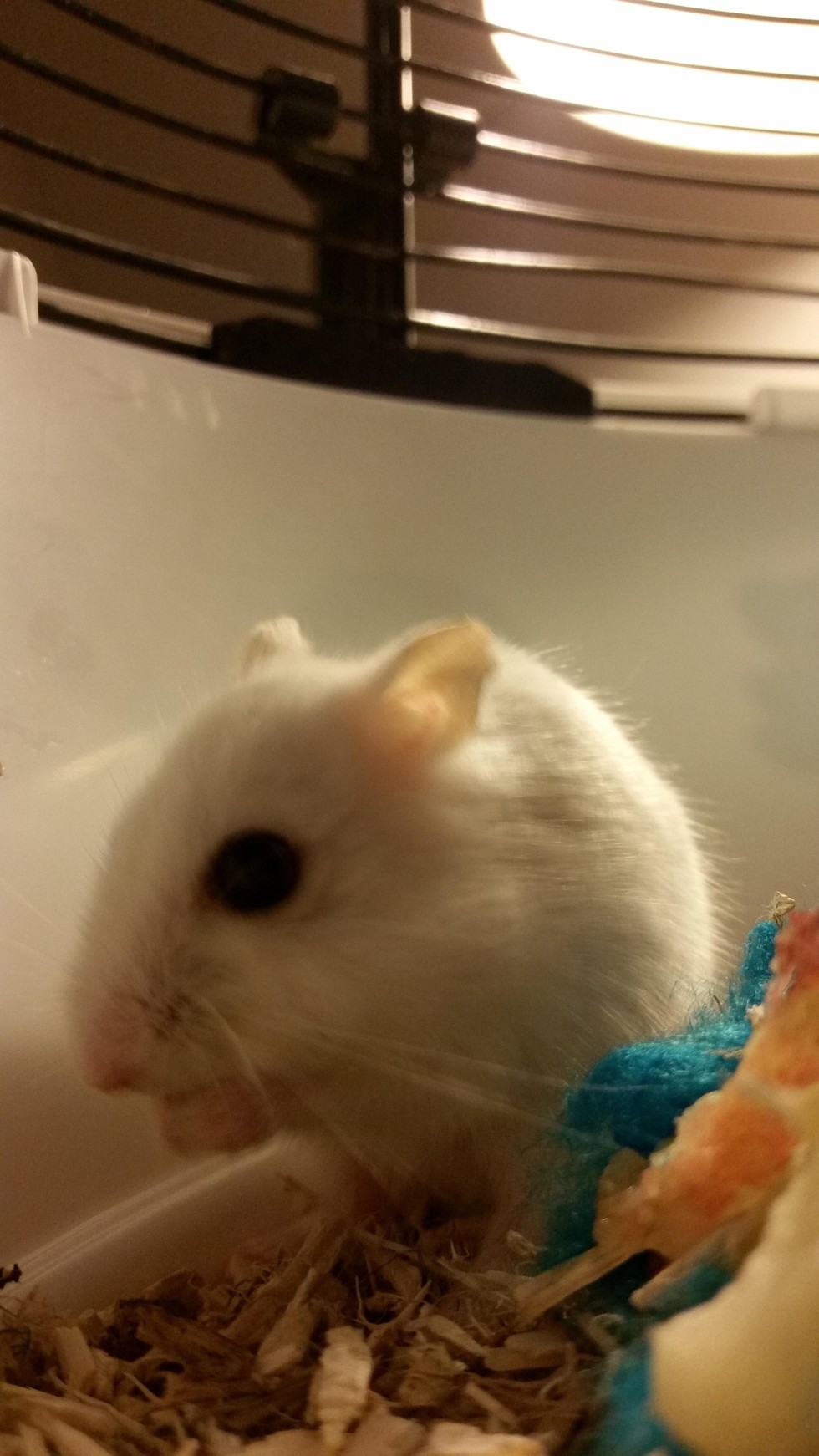 Hamster Who Waited 2 Years For A Home Gets Her First Blanket