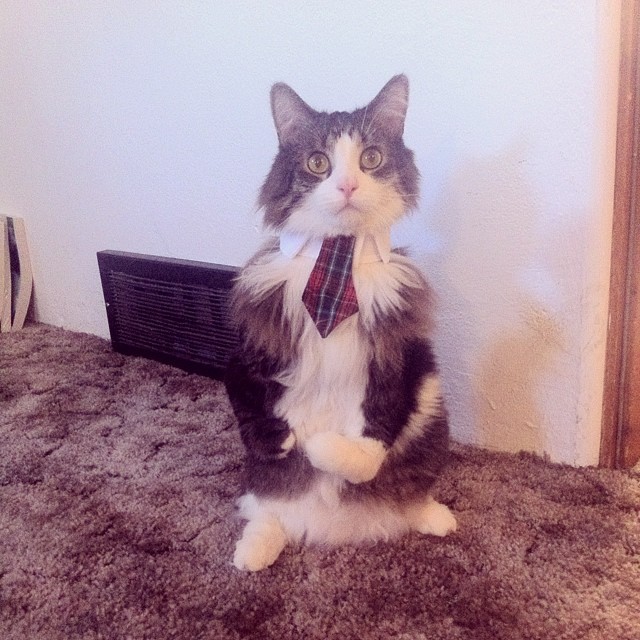 Cat Walking On Hind Legs