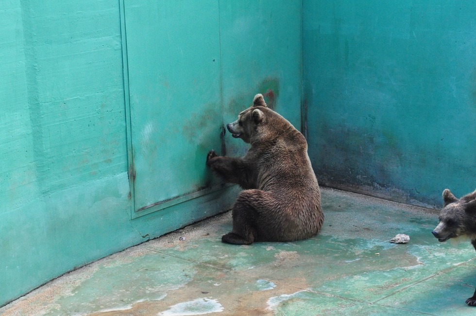Bears Who Live In Concrete Pit At Zoo Are So Depressed
