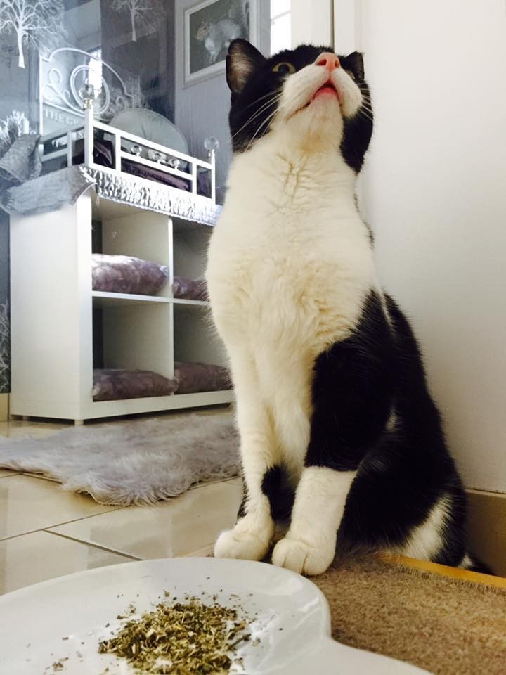 Luxury Cat Hotel Is Everything Your Cat Ever Dreamed Of