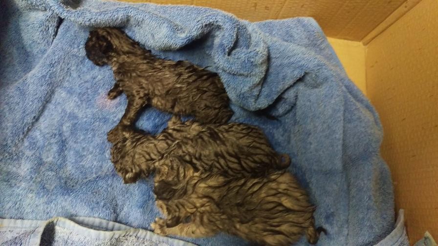 Couple Saves Kittens from Freezing Cold But After 20 Minutes of