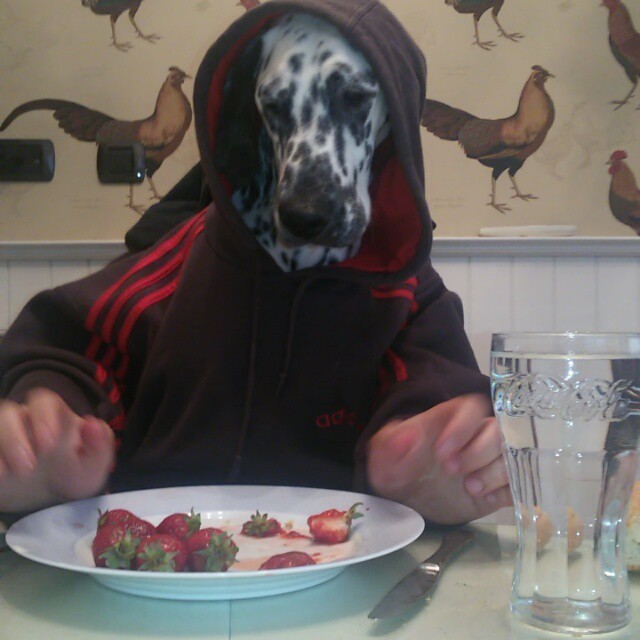 11 Dogs Eating With Human Hands. Yup.