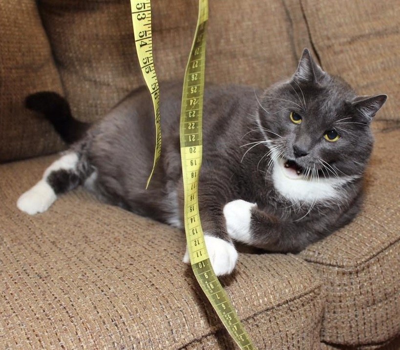 Cat Loses Over 10 Pounds in a Remarkable Journey to Find Happiness