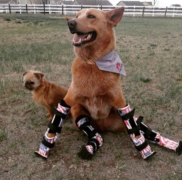 Dog Who Lost His Paws To Frostbite Gets 4 New Legs