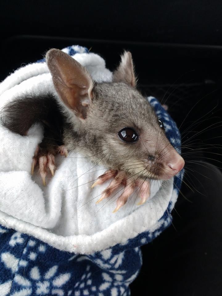 Orphaned Possum Who Survived Cat Attack Loves Cuddling Up To His Rescuer