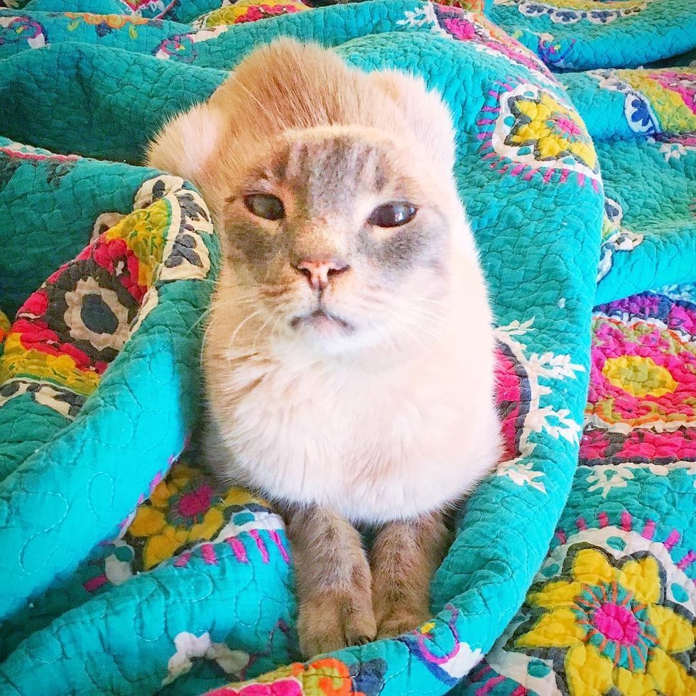 Cats N Things Senior Cat Without Ears and Teeth Finds Happiness