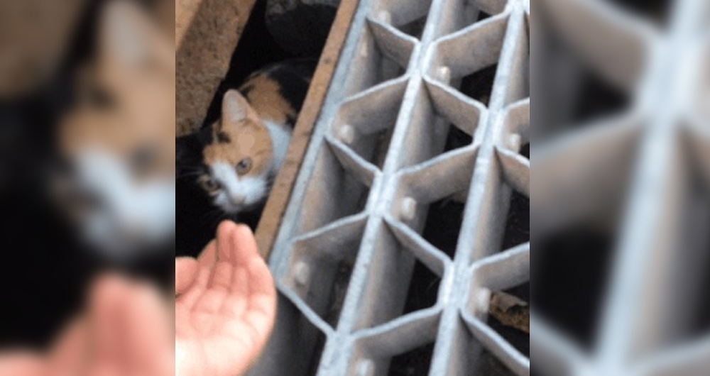 Cats N Things Cat Mama Found Protecting Her Kitten in Storm Drain