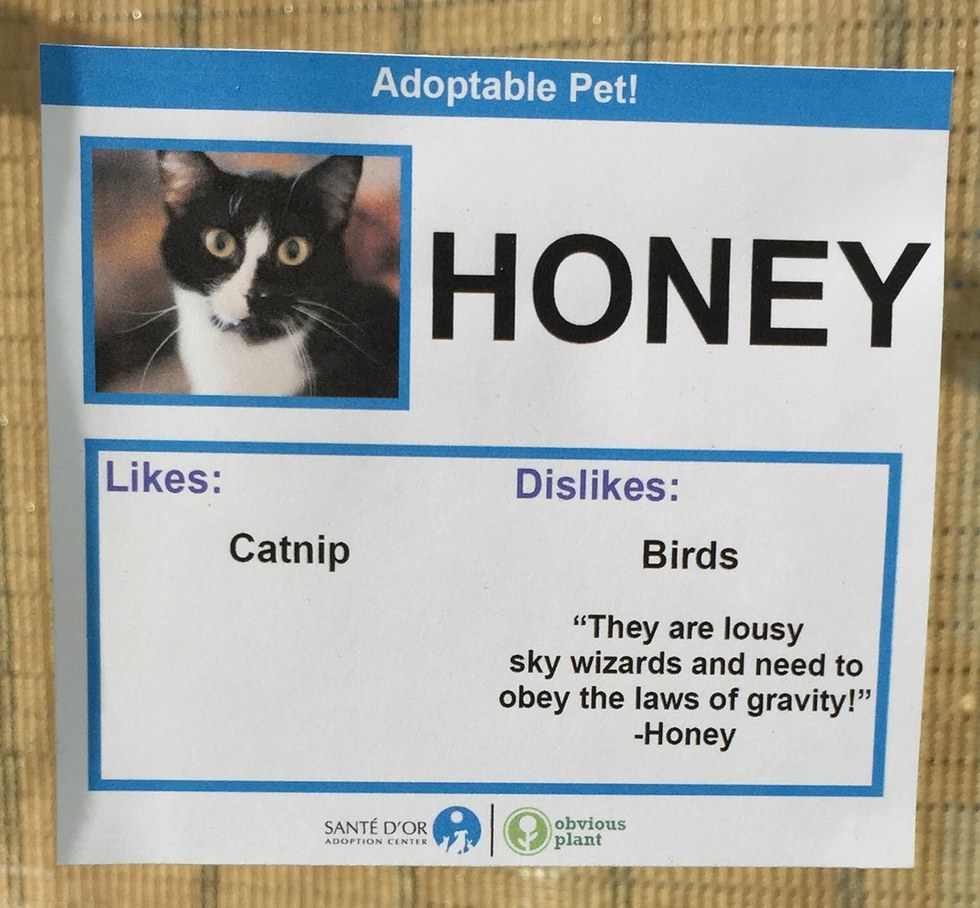 Man Gives These Shelter Cats Unusual 'Likes' And 'Dislikes' To Help Find Them Homes.. Love Meow