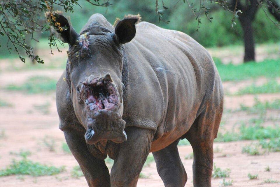 Rhino Attacked By Poachers Survives Dehorning