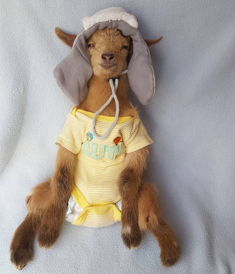 Goat Who Lost Horns Wears Hats While Healing