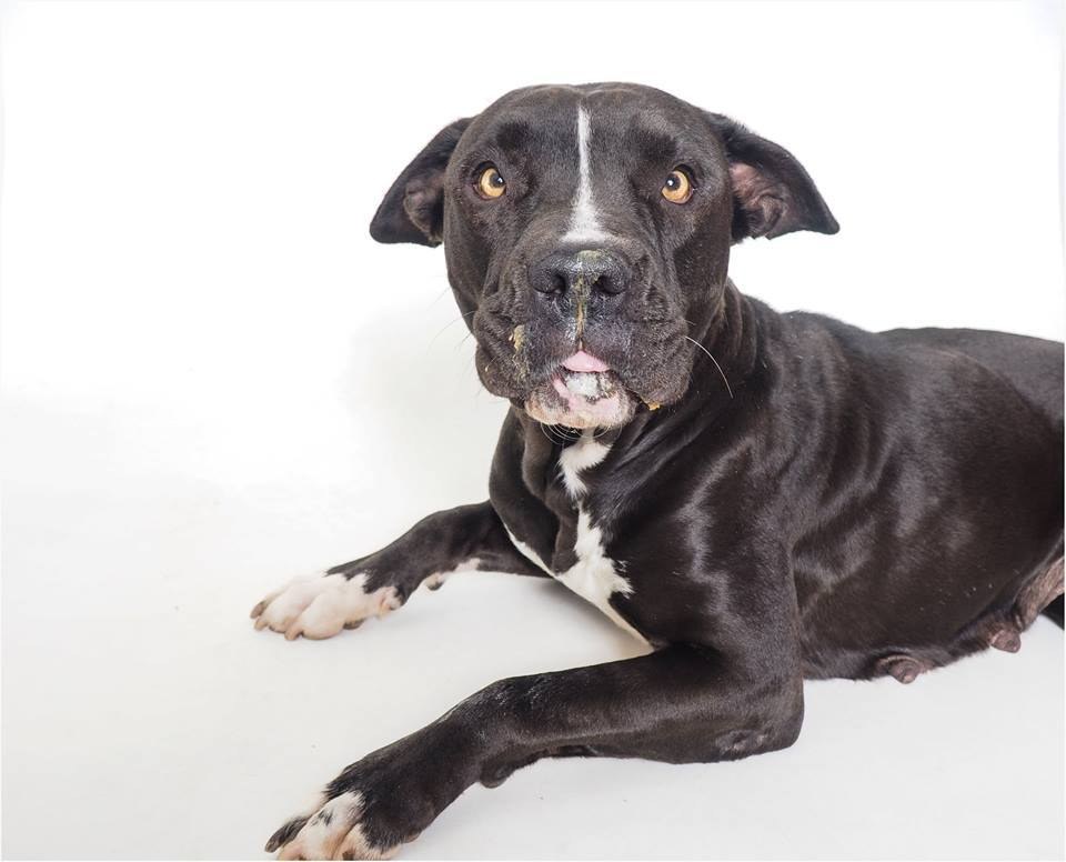 Why Dogs Love Peanut Butter So Much