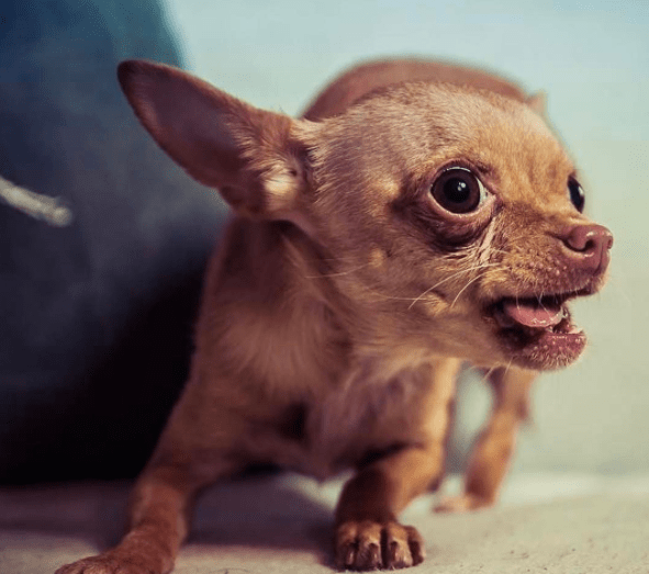 Little Chihuahua could not be surprised. his young mother