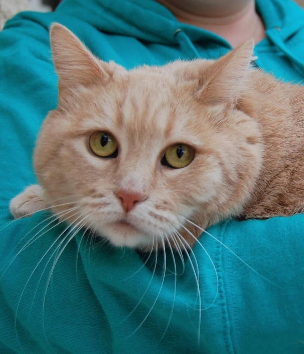 13yearold Cat is So Thankful to Be Free from Mountain of Knotted Fur