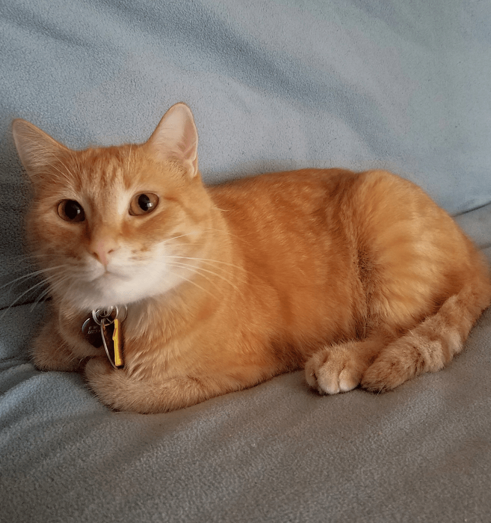 Woman Took a Chance on Paralyzed Cat, Never Stopped Believing She Could