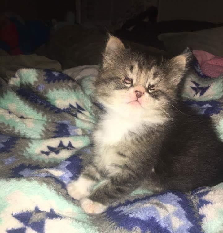 They Take a Chance on Kitten Who was Born with Tiny Eyes