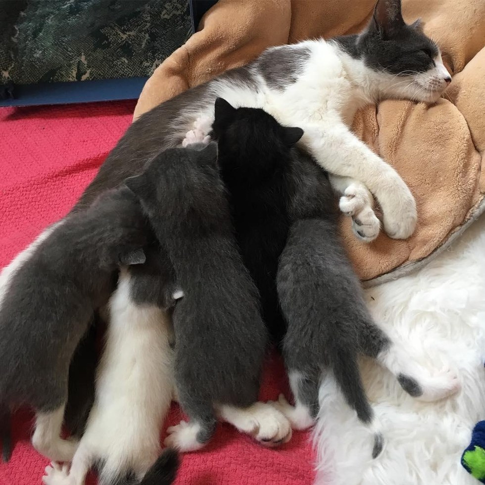 Stray Cat with Thumbs Surprises Rescuers with Litter of Kittens with Big Mittens... Love Meow