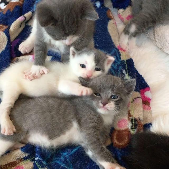 Stray Cat with Thumbs Surprises Rescuers with Litter of Kittens with Big Mittens... Love Meow