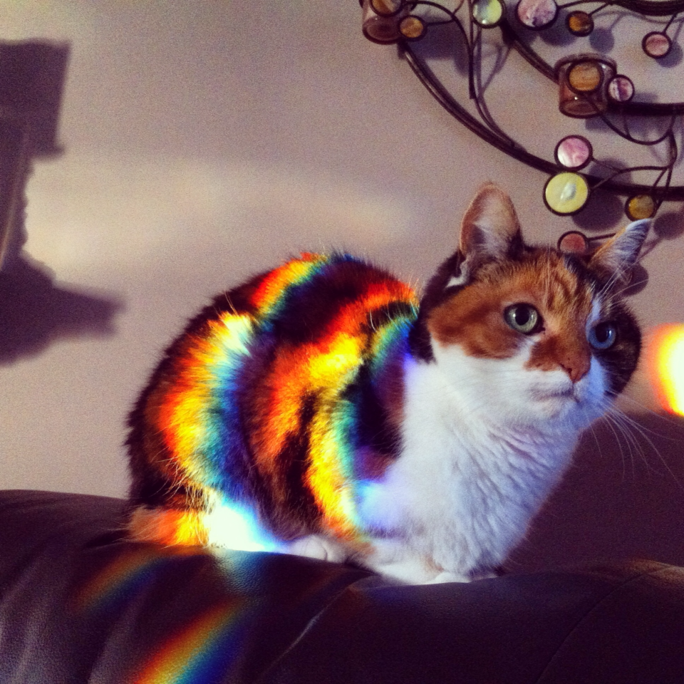 These 10+ Cats Catch Rainbows Through Sunbeams... Love Meow