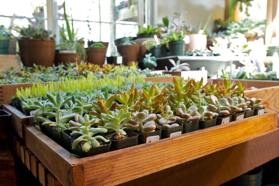 The Best Places to Buy Succulents, Cacti + Air Plants in