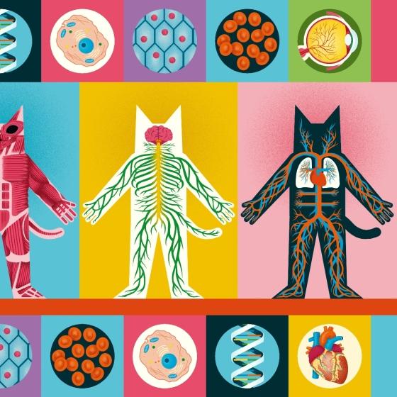 Professor Astro Cat's Human Body Odyssey by Dr. Dominic Walliman 9781911171911 Brightly Shop