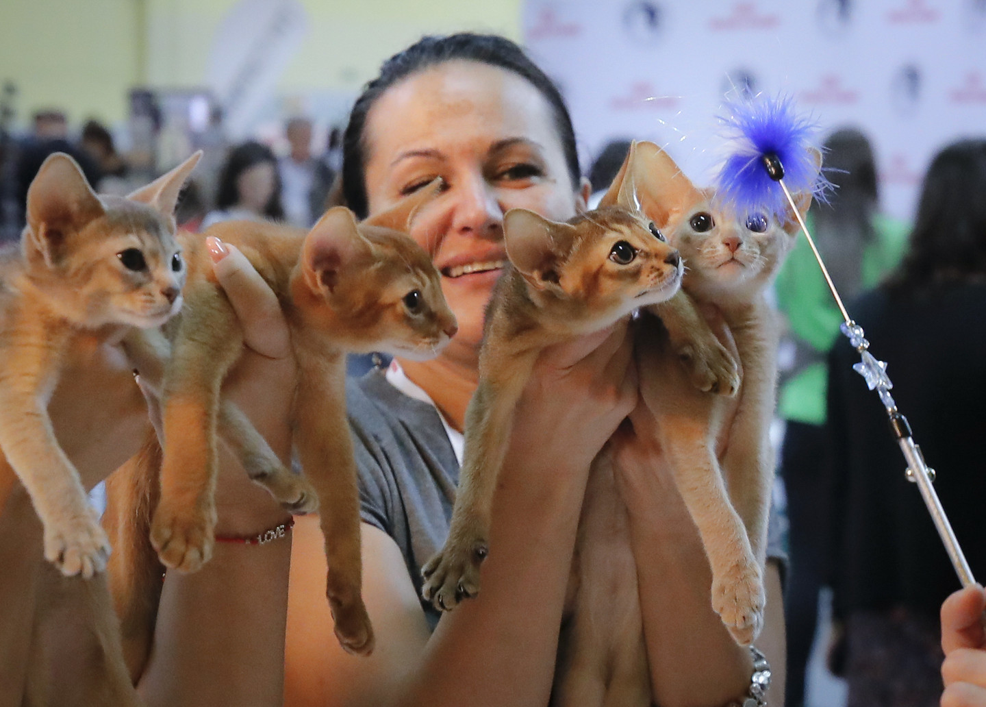 How We Domesticated Cats (Twice) Video RealClearScience